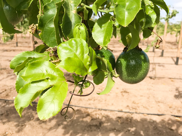 Cape Verde Property 24